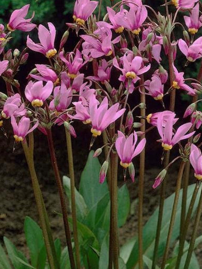 25 Pink Shooting Star Seeds / fragrance Flower / Early Spring Flower / Perennial  Plant / Cottage Garden / English Garden (GJ24) F flower spore