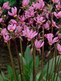 25 Pink Shooting Star Seeds / fragrance Flower / Early Spring Flower / Perennial  Plant / Cottage Garden / English Garden (GJ24) F flower spore