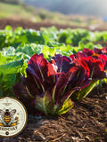 Super Red Romaine Lettuce Seeds, Bulk Lactuca Sativa LC063C seeds bulk