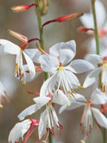 15 Gaura Lindheimeri Mixed Seeds---Flower seeds--Plant seeds--Gardening--Seeds--Gift flower seeds