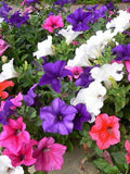 35 Petunia Hybrida Mixed Seeds---Flower seeds--Plant seeds--Gardening--Seeds--Gift FLOWER DELIVERY