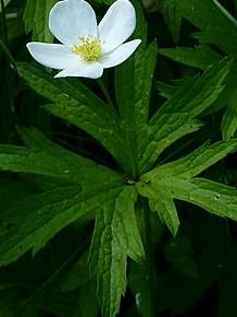 Anemone Canadensis - Canada Anemone seeds - Canadian grown hardy perennial native wildflower - shade flower - flower seeds flower seeds