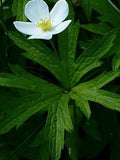 Anemone Canadensis - Canada Anemone seeds - Canadian grown hardy perennial native wildflower - shade flower - flower seeds flower seeds