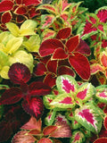 35 Coleus hybridus 'Rainbow mix' Seeds---Flower seeds--Plant seeds--Gardening--Seeds--Gift flower seeds