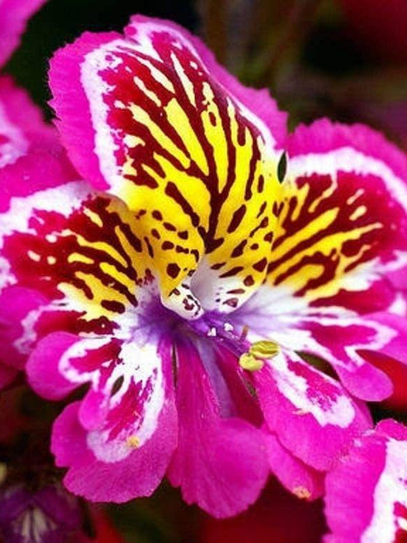 45 Schizanthus 'Angel Wings' mixed Seeds---Flower seeds--Plant seeds--Gardening--Seeds--Gift flower seeds