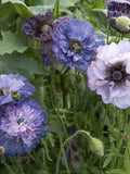 50/100 Amazing Grey Poppy Flower Seeds / Papaver rhoeas / Delicate Lovely Flower/ Cottage Garden Flower/ (W24) F flower seeds