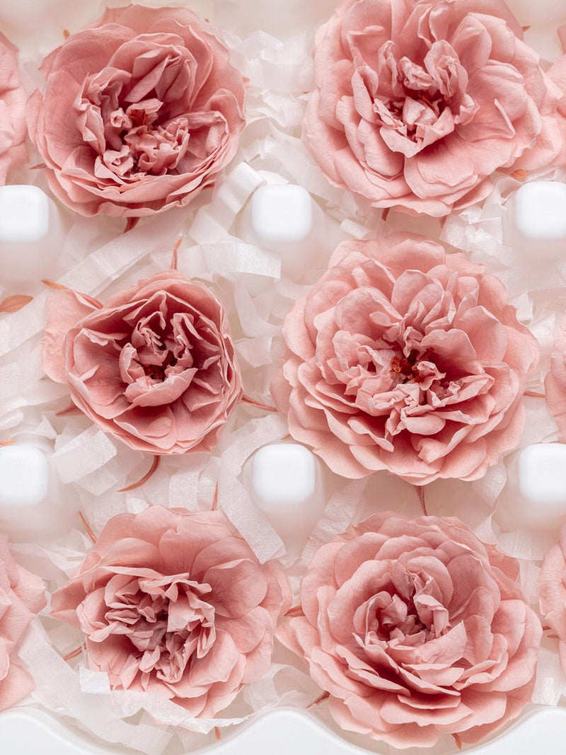 Preserved mauve-pink rose heads, five clustered blooms for lasting decor