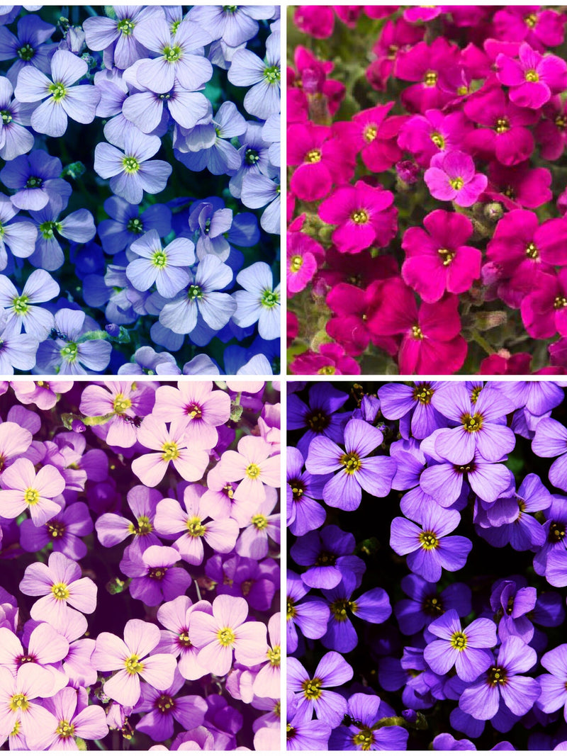 100+ FALSE ROCKCRESS AUBRIETA Seed - Groundcover Flower / Cushion Pillow / False Rock Cress - Pink Red Blue and Purple Mix Aubrietia Seeds flower seeds