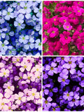 100+ FALSE ROCKCRESS AUBRIETA Seed - Groundcover Flower / Cushion Pillow / False Rock Cress - Pink Red Blue and Purple Mix Aubrietia Seeds flower seeds