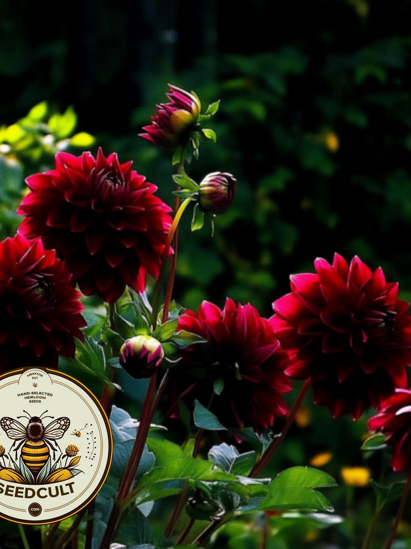 Bloody Mary Mix Dahlia Seeds, Dahlia Variablilis, DH1020 flower seeds