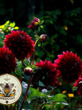 Bloody Mary Mix Dahlia Seeds, Dahlia Variablilis, DH1020 flower seeds