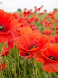 Red Poppy Seeds | Heirloom seeds bulk