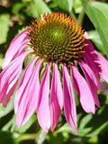 Echinacea / Purple Coneflower Seeds - Echinacea Purpurea flower seeds