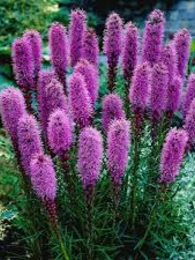 Flower Seeds 50+ Blazing Star Seeds - Liatris Scariosa - Perennial flower spore