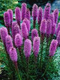 Flower Seeds 50+ Blazing Star Seeds - Liatris Scariosa - Perennial flower spore