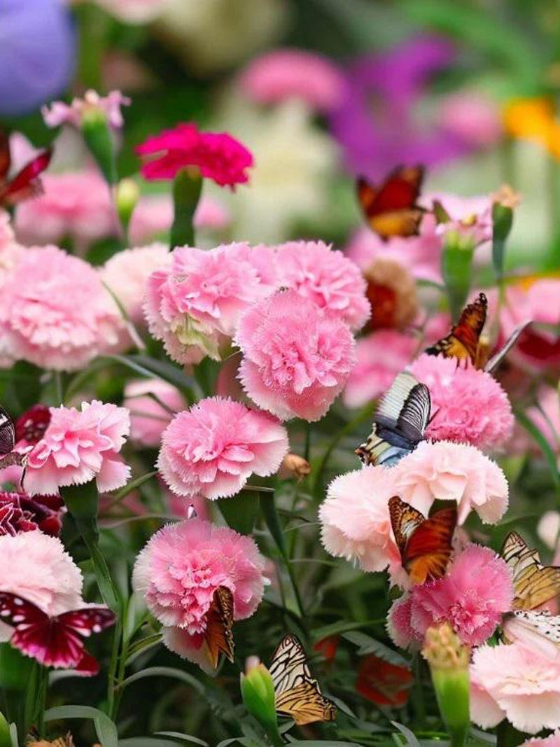 Flower Seeds 50+ Giant Chabaud Carnation Blend - Annual Flower Seeds- DIANTHUS CARYOPHYLLUS - All Canadian Heirloom Seeds flower seeds