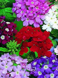 Flower Seeds 150+ Verbena Seeds - Ideal Florist Mixed Hybrid - All Canadian Heirloom Seeds seeds bulk