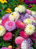 Flower Seeds 250+ Giant Crego Aster Blend - Annual - All Canadian Heirloom Seeds flower seeds