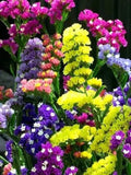 Flower Seeds 100+ Annual Statice Art Shade Flower Blend - Beautiful Mix Of Colors All Canadian Heirloom Seeds flower seeds