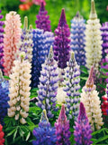 Flower Seeds 25+ RussellÕs Hybrids Mix Lupins Perennial Flower Seeds All Canadian Heirloom Seeds flower seeds
