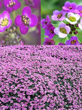 Flower Seeds 250+ Alyssum Royal Carpet Annual Flower Seeds All Canadian Heirloom Seeds flower seeds