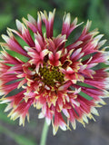 100+ DOUBLE GAILLARDIA PULCHELLA Picta Mixed Flower Seeds - Indian Blanket Flower / Gaillardia Picta Double Mixed Flowers - Free Delivery seeds bulk