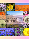 California Native Seed Collection, Over 3,000 Seeds! Gift Box, 20 Individual packs, Free Shipping seeds bulk