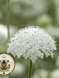White Lace Flower Seeds, Lacy Didiscus, Organic Trachymene Coerulea TR4350 flower seeds