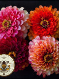 Aurora Zinnia Seeds, Bi-Color Zinnia Elegans ZE4125 flower seeds