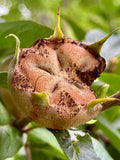 Medlar Seeds - Mespilus Germanica - Delicious, Abundant, and Rare seeds bulk