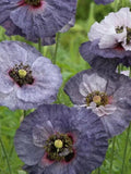 25 Grey Poppy Award Winning Seeds---Flower seeds--Plant seeds--Gardening--Seeds--Gift flower seeds