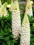 15 White Lupin 'Noble Maiden' Seeds---Flower seeds--Plant seeds--Gardening--Seeds--Gift flower seeds