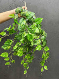 Artificial Pothos Plant: Hanging Green Scindapsus Leaves, 26" Long faux plants