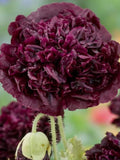 50 Poppy 'Black Peony' Seeds---Flower seeds--Plant seeds--Gardening--Seeds--Gift flower seeds