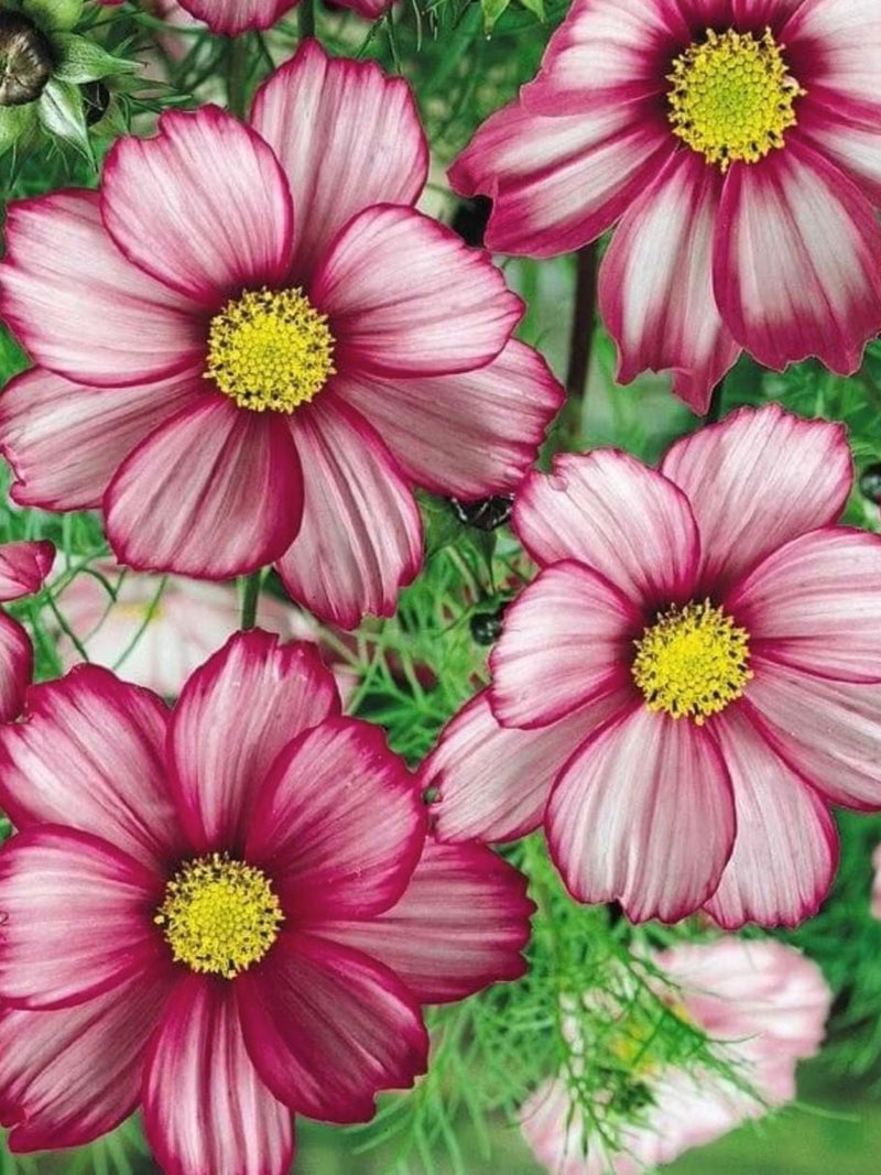 Picotee Cosmo Flower Seeds flower seeds