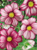 Picotee Cosmo Flower Seeds flower seeds