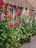 Heirloom Hollyhock Seeds, Single Mix - Cottage Garden Flowers, 20 Seeds flower seeds