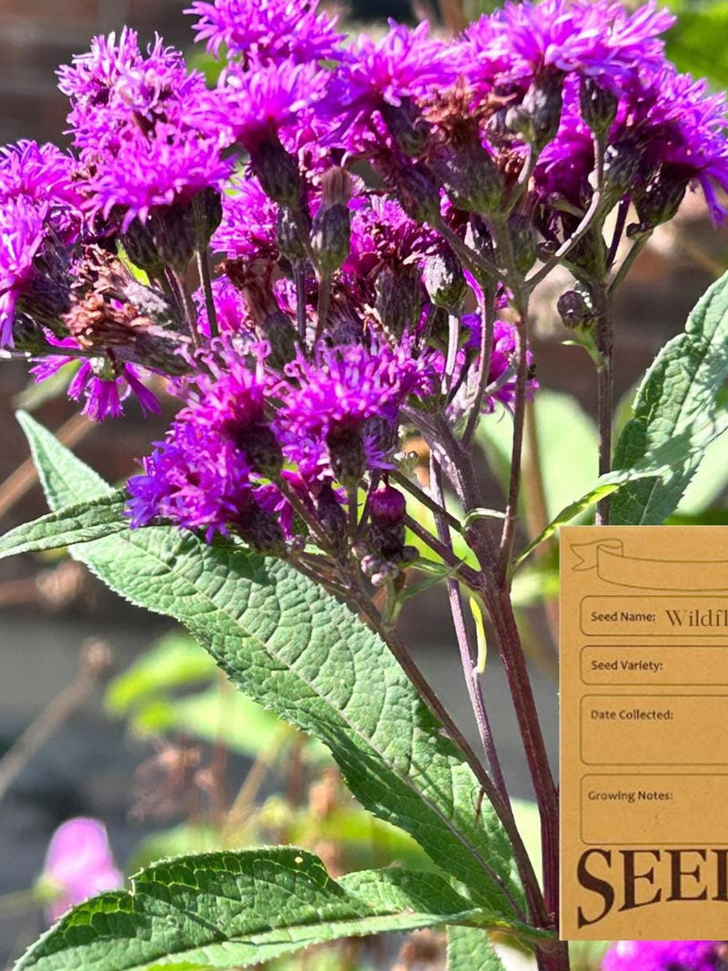 Tall Ironweed - Vernonia gigantea - Ontario Canada Native Wildflower Seeds seeds bulk