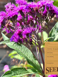 Tall Ironweed - Vernonia gigantea - Ontario Canada Native Wildflower Seeds seeds bulk