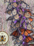 100 BUTTERFLYMAGNET! Meadow Blazing Star Seeds, Monarch magnet seeds, Liatrus Ligulistylis LI401C flower seeds