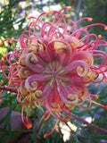 20 Passion Bee flower garden flower seeds for spring summer gmo organic colorfu (5896) flower seeds