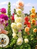 50 Chater's Mix Double Hollyhock Seeds, Alcea Rosea AL8650 flower seeds