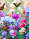 Flower Seeds 10+ Sweet Pea Bijou Blend Seeds - Mixed Colours   - Lathyrus Odoratus All Canadian Heirloom Seeds flower seeds