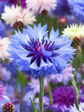 Flower Seeds 100+ Bachelor's Button Seeds- Mixed Color Cornflower - Easy to Grow Annual. All Canadian Heirloom Seeds flower seeds