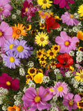 Flower Seeds 200+ Annual Flower Blend - 20+ Varieties - Beautiful Mix Of Colors All Canadian Heirloom Seeds seeds bulk