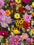 Flower Seeds 200+ Annual Flower Blend - 20+ Varieties - Beautiful Mix Of Colors All Canadian Heirloom Seeds flower seeds