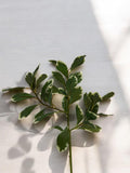 Real Touch Variegated Pittosporum Spray 20" faux plants