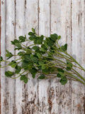 Real Touch Ficus Microcarpa Branch: 27.5" Faux Greenery faux plants