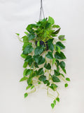 Artificial Pothos Wall Decor, Fake Epipremnum Aureum Hanging Wall with Pot, Artificial Flower Vine, Wedding Arrangement, Home Floral Decor faux plants