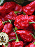Trinidad Scorpion Pepper Seeds, Capsicum Annuum CH2610 seeds bulk
